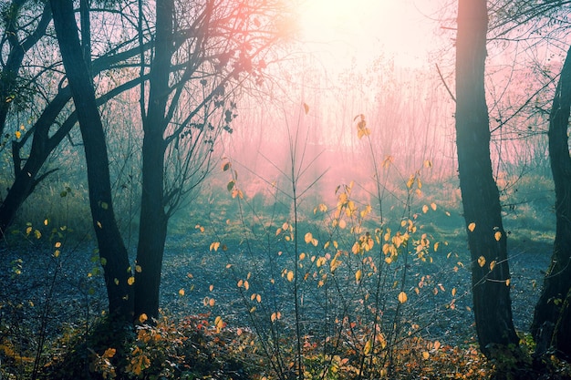 Prachtig mistig bos met magisch licht in de vroege ochtend