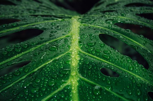 Prachtig monstera blad met regendruppels