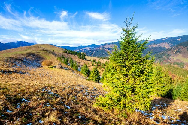 Prachtig mooi landschap met bergen bos en weide met bomen in de Karpaten Oekraïne