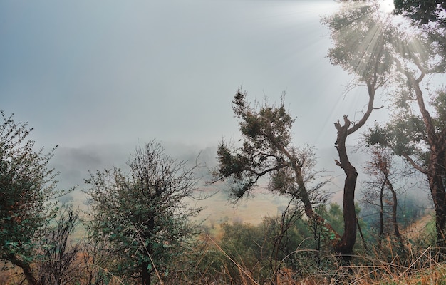 prachtig mystiek landschap met mist in de herfst