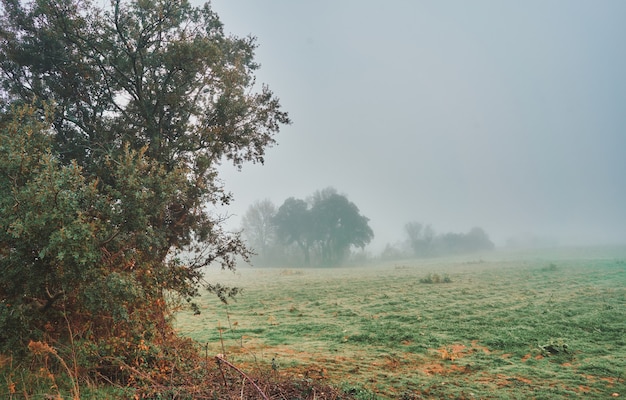 prachtig mystiek landschap met mist in de herfst