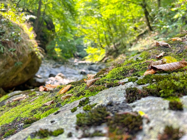 Prachtig natuurlandschapsbos in Armenië Tavush