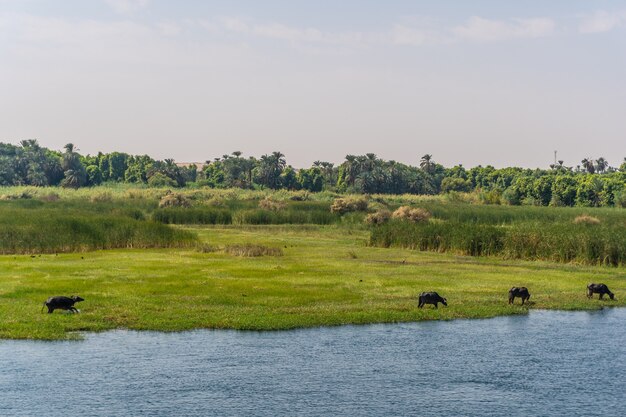 Prachtig natuurlijk landschap dat vaart op de Nijlcruise van Luxor naar Aswer, Egypte