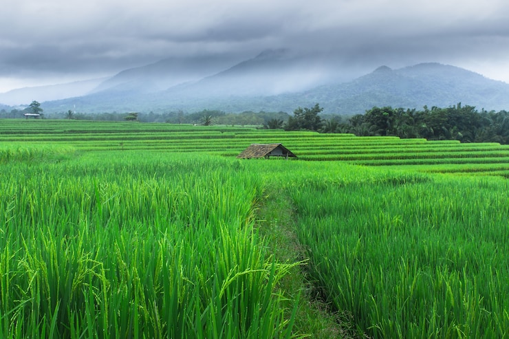 Foto prachtig natuurlijk uitzicht op groene rijstterrassen in de ochtend in noord-bengkulu