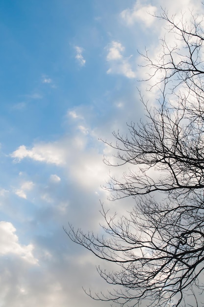 Prachtig natuurlijk van blauwe lucht