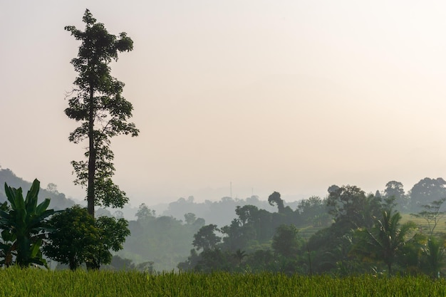 prachtig ochtend uitzicht vanuit Indonesië op bergen en tropisch bos