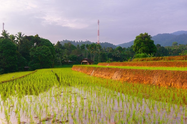 Prachtig ochtendbeeld van Indonesië van bergen en tropisch bos.