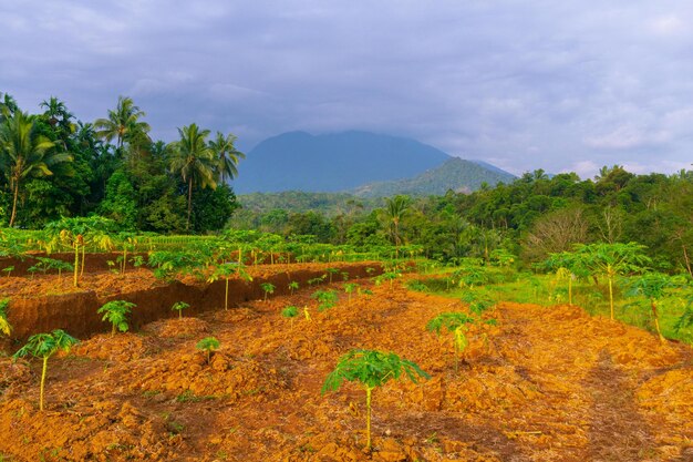 Prachtig ochtendbeeld van Indonesië van bergen en tropisch bos.