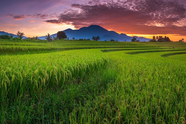 Foto prachtig ochtendbeeld van indonesië van bergen en tropisch bos.