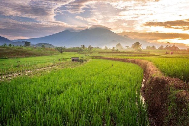 Foto prachtig ochtendbeeld van indonesië van bergen en tropisch bos.