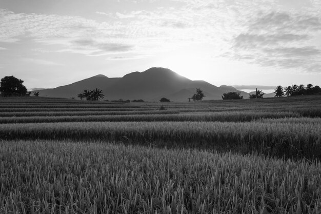 Prachtig ochtendzicht in Indonesië Panorama van de bergen in de rijstvelden