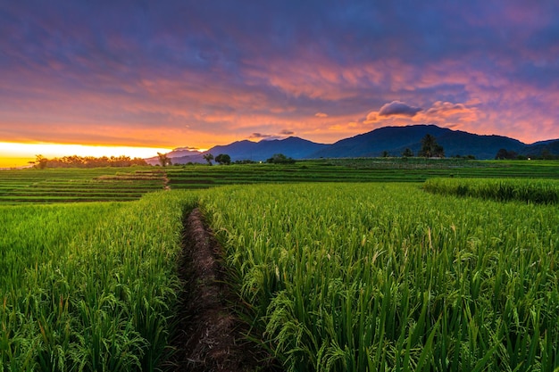 Prachtig ochtendzicht over de bergen en groene rijstvelden in het dorp Kemumu Indonesia