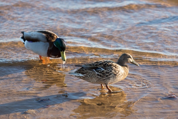 Prachtig paar eenden aan de oevers van de rivier