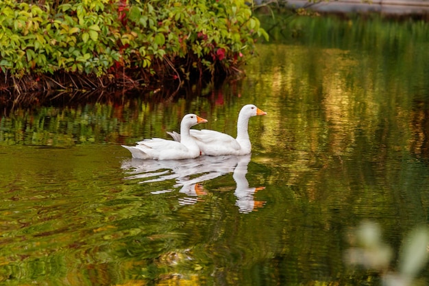 Prachtig paar ganzen drijvend op het water