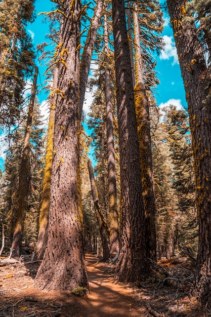 Prachtig pad van Taft Point naar Sentinel Dome, Yosemite National Park. Verenigde Staten