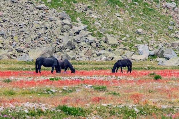 Prachtig panorama van hoge rotsachtige bergen en groene weiden met bloeiende rode bloemen op de voorgrond en grazende paarden