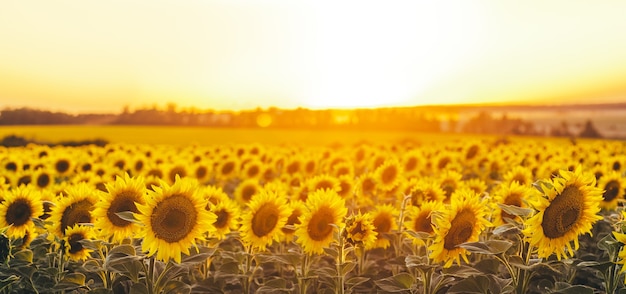 Prachtig panoramisch uitzicht op een veld met zonnebloemen in het licht van de ondergaande zon. Gele zonnebloem close-up.