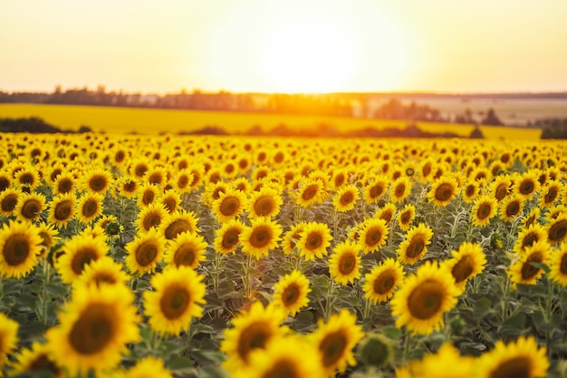 Prachtig panoramisch uitzicht op een veld met zonnebloemen in het licht van de ondergaande zon. gele zonnebloem close-up.