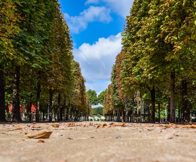 Prachtig panoramisch uitzicht vanaf de grond naar de tuinen van de Tuilerieën op een zonnige zomerdag Parijs Frankrijk