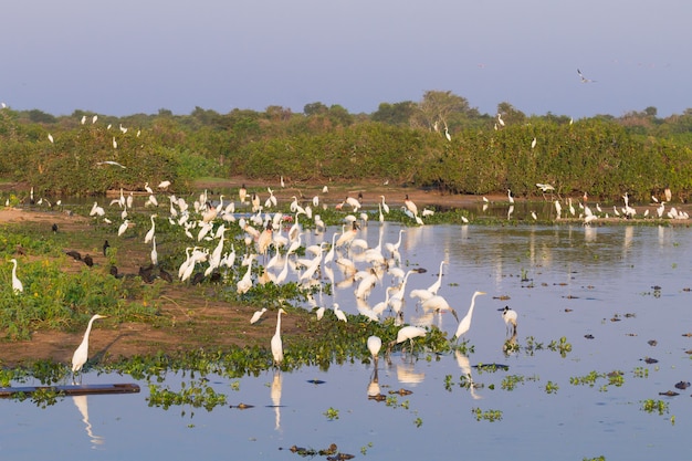 Prachtig pantanal-landschap, zuid-amerika, brazilië. natuur en dieren in het wild langs de beroemde onverharde weg van transpantaneira.