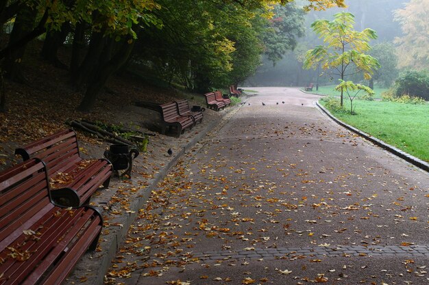 Prachtig park in de mist