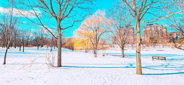 prachtig park in de sneeuw