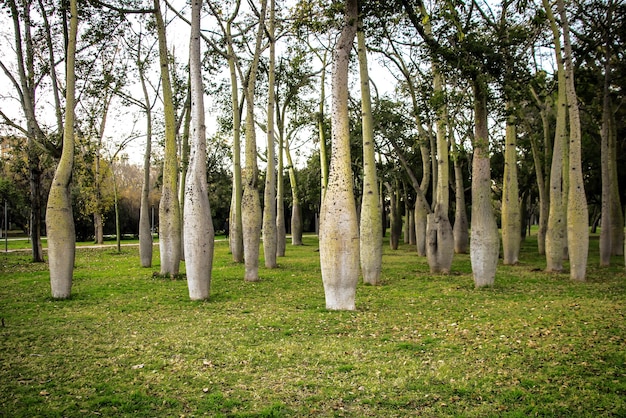 Prachtig park van flessenbomen in Valencia, Spanje