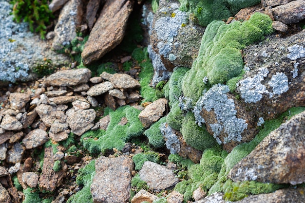 Prachtig pluche groen mos op de stenen