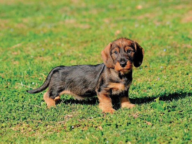 Foto prachtig portret van een dachshund puppy
