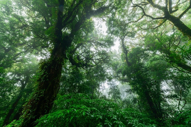 Prachtig regenwoud of bergbos in doi inthanon nationaal park Thailand