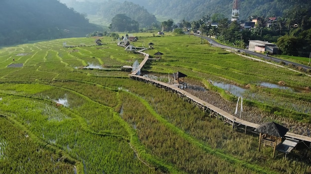 Prachtig rijstveld in Pakis Village Kendal, Indonesië Ochtendweergave