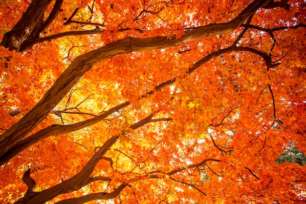 Prachtig rood blad in de herfst