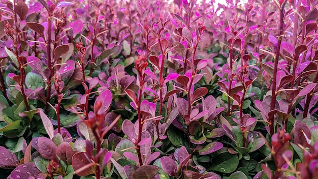 Prachtig roze blad aan de struik