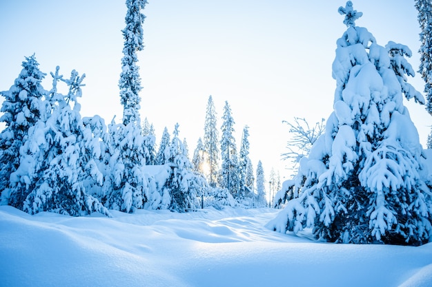 Prachtig sfeervol winterlandschap. Sneeuw bedekte bomen in het bos in het zonlicht.