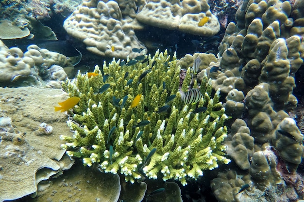 Prachtig staghorn koraal onder de zee