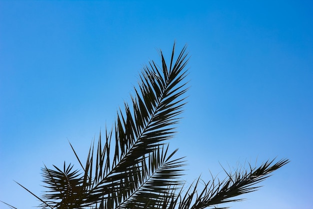 Prachtig stijlvolle palmboom op de natuurkust van de zee-achtergrond