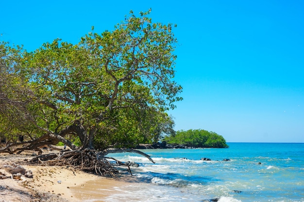 Prachtig strand aan een baai met blauw water en weelderige bomen op een zonnige dag