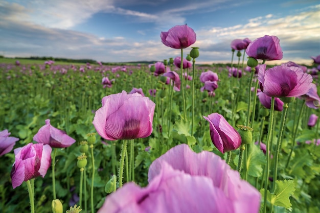 Prachtig tot bloei gekomen papaverbloemen in het veld onder de bewolkte hemel