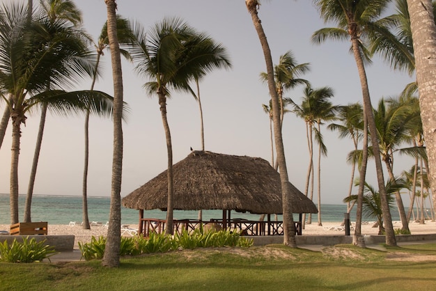 Prachtig tropisch strand met palmbomen