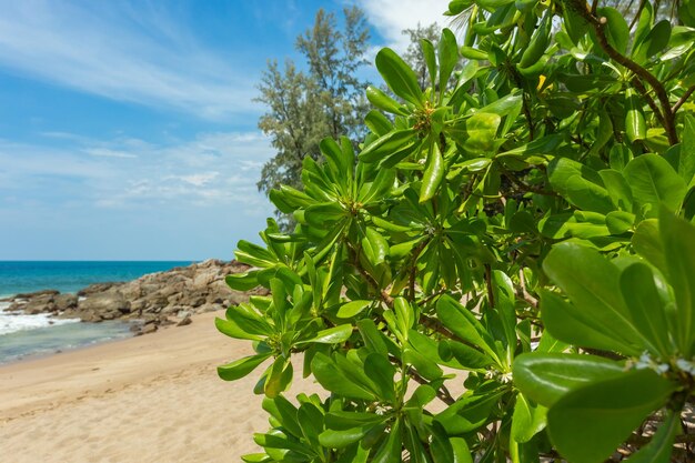 Prachtig tropisch strand met stenen Thailand Natuur achtergrond