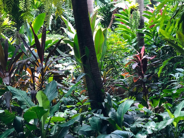 Prachtig tropisch tuinlandschap op zonnige zomerdag Natuurlijke bloemenachtergrond