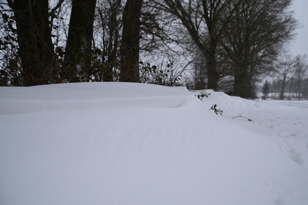 Prachtig uitzicht naaldboom na sneeuwstorm.