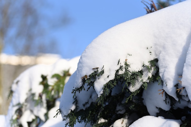 Prachtig uitzicht naaldboom na sneeuwstorm