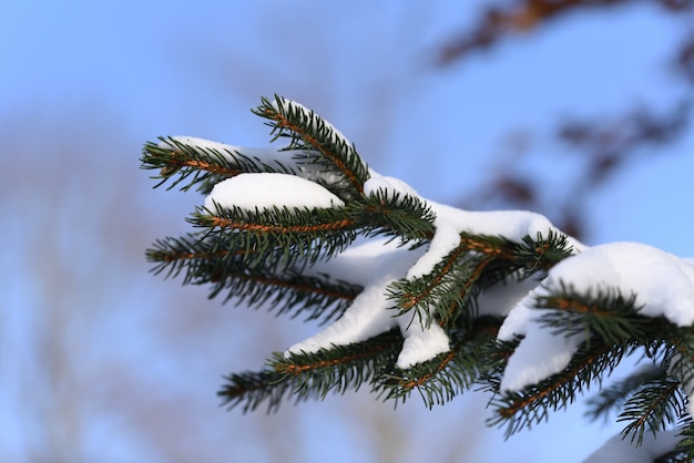 Prachtig uitzicht naaldboom na sneeuwstorm