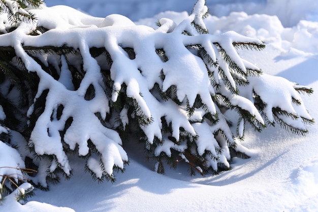 Prachtig uitzicht naaldboom na sneeuwstorm