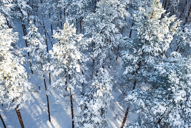 Prachtig uitzicht op besneeuwde sparren op een winterdag. Fantastisch natuurbehang, kerstschoonheid.