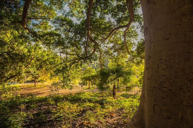 Prachtig uitzicht op bomen in de botanische tuin van Malaga