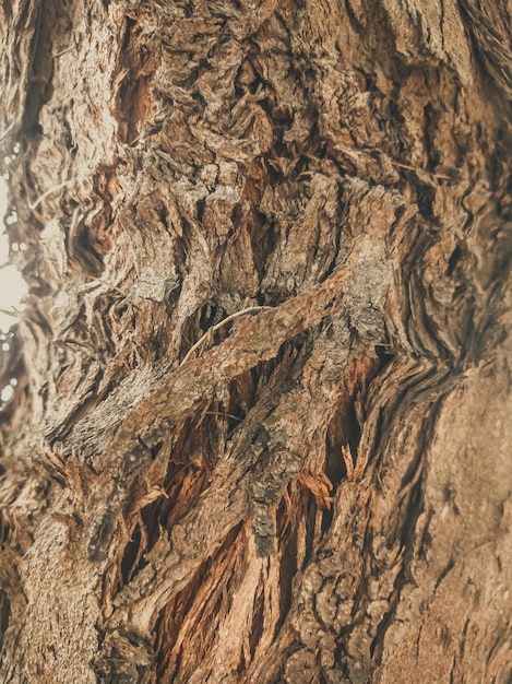 Prachtig uitzicht op close-up grijsbruine boomschors textuur Verhalen verticaal formaat Ideaal voor gebruik in het ontwerpbehang en achtergrond