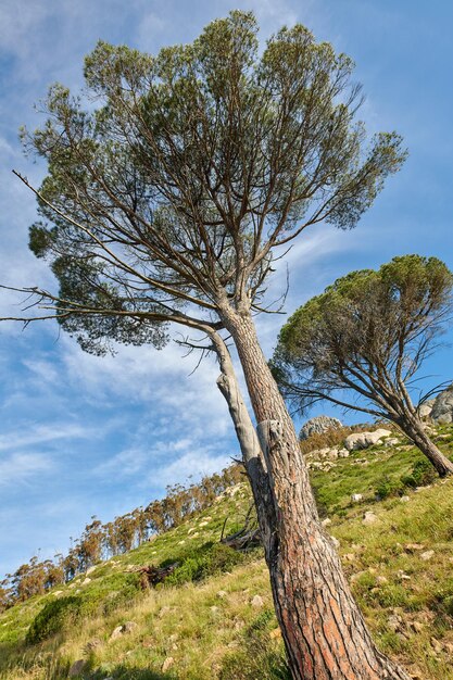 Prachtig uitzicht op de bergen van wilde bomen die groeien op een helling tegen de heldere blauwe lucht kopieerruimte Afgelegen en ruig natuurgebied op een zonnige zomerdag Weelderig groen landschap van onderen in een vredig veld