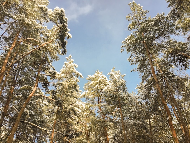 Prachtig uitzicht op de besneeuwde pijnbomen tegen de blauwe lucht in de winterdag